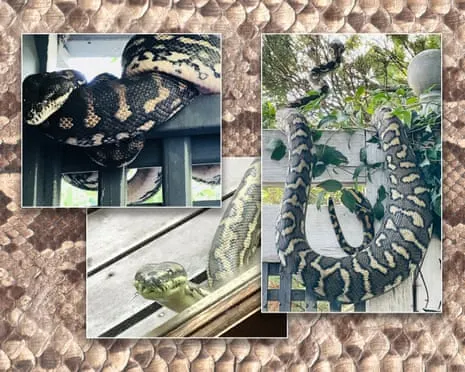 Welcoming my Serpents in the Roof: An Evolution from Anxiety to Respect